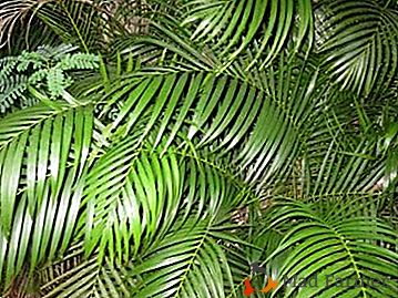 Популярен Chrysalidocarpus - грижа за дома за палмови пеперуди