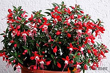 Fuchsia de flori interioare și de grădină populare: cultivarea și îngrijirea plantei