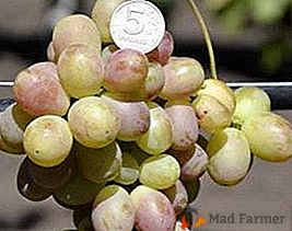 Um popular jovem híbrido é a variedade de uva Korolek
