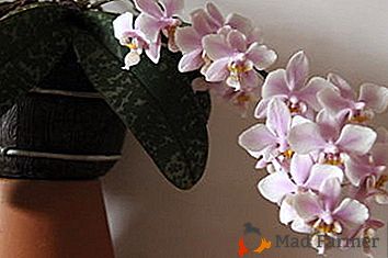 Populă roz: orhideea Philadelphia și recomandări pentru îngrijirea și reproducerea la domiciliu