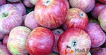 Popularna sorta s izvrsnim plodovima - jabuke Terentievka