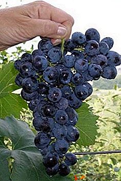 Uma variedade popular com maturação precoce de bagas - uvas "Muromets"