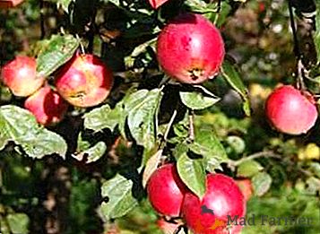 Popularna vrsta jabuka univerzalnog tipa - Asterisk