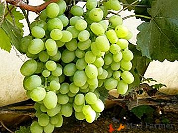 Priljubljeno namizno grozdje med vrtnarjem - "Kesha"