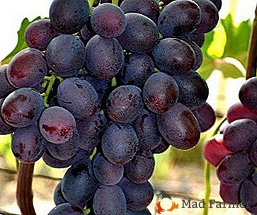 Priljubljeno grozdje "Nesvetaya Gift" z zgodnjo zrelostjo in posebnim okusom