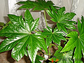 Una pianta popolare con foglie grandi - Fatsia giapponese