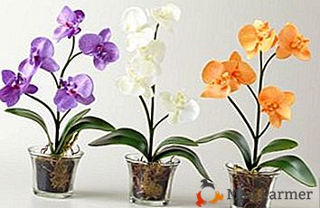 A popularidade de panelas transparentes para orquídeas é uma necessidade ou uma homenagem à moda?