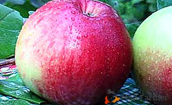 Šťastný s různými sklizně odrůdy jablek koberce