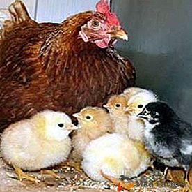 Той засяга репродуктивните функции при пилетата и възпрепятства развитието на ембриона на avitaminosis E