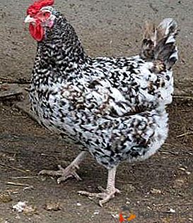 Race pour garder dans des cages ouvertes - les poulets de Pouchkine