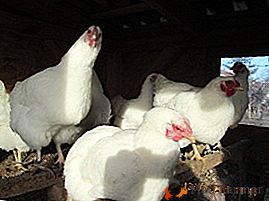 Race pour garder dans les régions de haute montagne - poulets Oravka