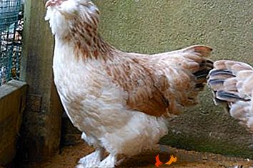 Rasa domowego kurczaka łosoś Faverol: zdjęcie, kształt, pielęgnacja