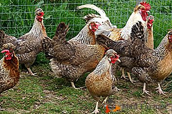 Rasă de găini Legbuc cremă: fotografie. Totul despre îngrijirea lor
