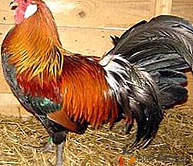 Порода подкрепена на държавно ниво - пилета Елзас