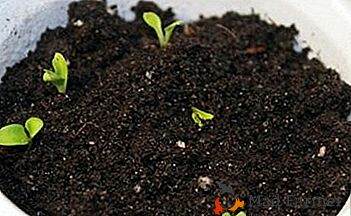 Plantar, transplantar e cuidar de gerberas: instruções e condições