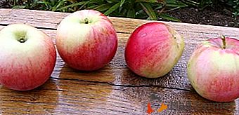 La variedad de manzanos de Augusto de finales del verano requiere especial cuidado y demanda