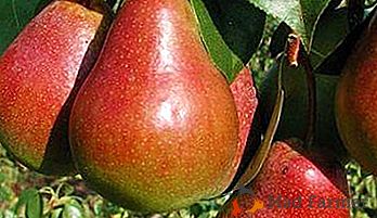 Tal vez, una de las variedades más bellas y brillantes es la pera "Nika".