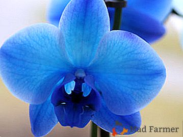 La vérité et la fiction sur l'orchidée bleue Phalaenopsis: l'histoire de l'apparence et des conseils sur le contenu
