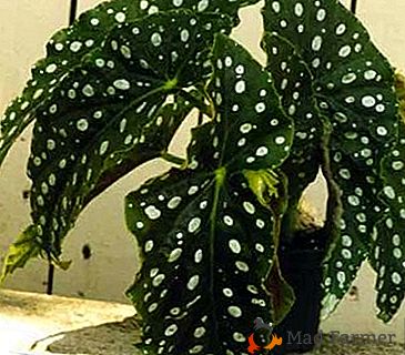 Вярно ли е, че Begonia Spotted цъфти през цялата година?