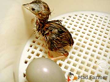 Pravila i obilježja inkubacije fazanskih jaja