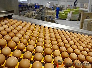 Pravidlá a znaky inkubácie kačacích vajec