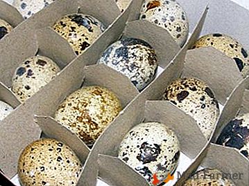 Reglas para la incubación de huevos de codorniz en el hogar: una tabla de regímenes de temperatura, características de marcadores y cuidado