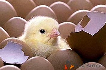 Le regole di selezione e verifica: come conservare le uova per l'incubazione, in modo da allevare la prole di pollo sano?