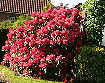 Reglas para plantar rododendro y dejarlas en el campo abierto detrás de la azalea del jardín