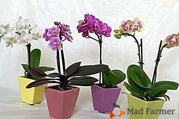 Pravila falenopsisne mini orhidejske oskrbe doma in razlika v vsebini pritlikavih in navadnih vrst