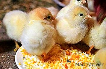 Правила за отглеждане на пилета. Хранене на пилета до и след месеца