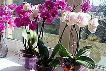 La corretta temperatura dell'aria è la garanzia della salute della tua orchidea