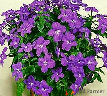 Bon soin pour Brunfelsia à la maison: comment obtenir des fleurs comme sur la photo