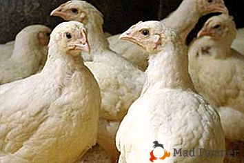 Pravilno hranjenje pitovnih piščancev v različnih starostnih obdobjih: štetje prehrane in recepti po lastnih rokah