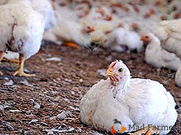 Správná údržba a krmení kuřat brojlerů doma