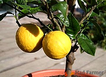 Правилните лимони на тор: как и какво да нахрани растението в дома?