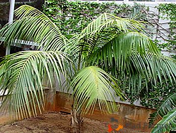 Krásna Hoveya naplní energiou! Vlastnosti starostlivosti o palmový strom doma