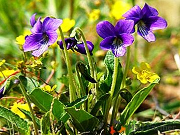 Krásná lesní fialová: květinové fotky a tipy pro pěstování