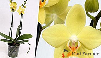 Hermosa phalaenopsis orquídea amarilla - características de cuidado y foto de una planta
