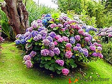 Bela flor jardim Hydrangea: plantio e manutenção em campo aberto com fotos