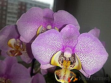 Belle fleur exotique - Manhattan orchidée: histoire de l'apparence, la culture et la description avec photo