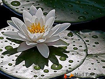 Preciosa agua perenne - Water Lily (Aqua): plantación y cuidado, flor photo