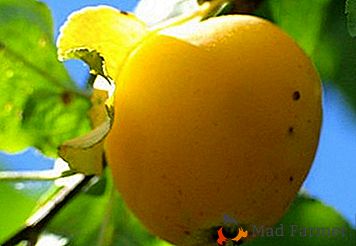 Отлична декорация на вашата градина ще бъде ябълкови дървесни сортове Златен Китай