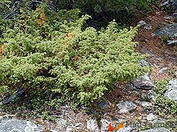 Uma planta bonita e espetacular - cipreste siberiano