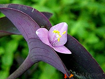 Frumos plantă nepretențioasă - Settlement Purple (purpuriu): îngrijire la domiciliu