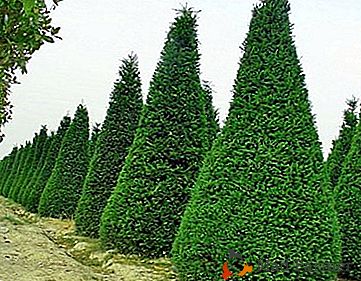 Excelent chiparos evergreen - plantă de conifere cu coroana piramidală