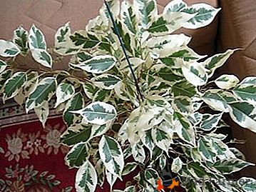 O planta excelenta pentru casa si birou - ficus benjamin "variegata"