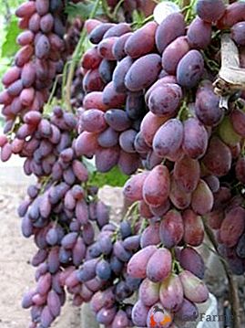 Vendimia presentable, regular y abundante - uvas "Asya"