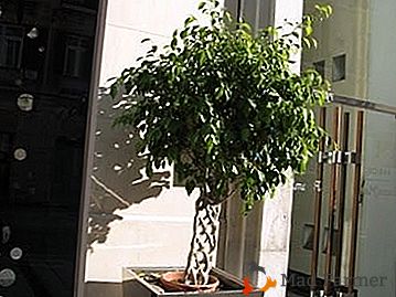 Uma árvore anã bizarra com folhas frescas e brilhantes - ficus "Benjamin Natasha"