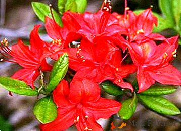 El uso de azaleas / rododendros en la homeopatía