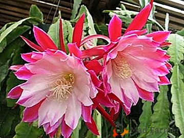 Aplikácia kaktusu "Epiphyllum"